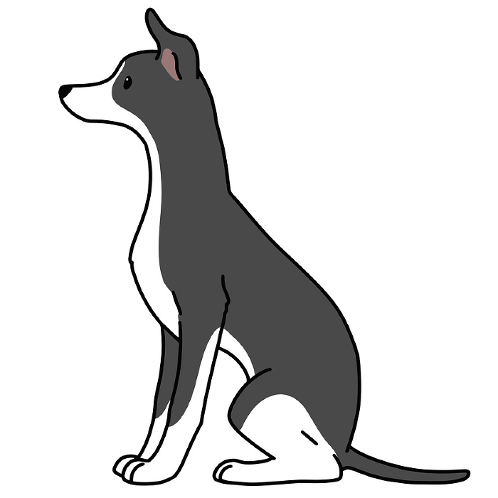 Illustration of simple and cute Italian greyhound sitting facing sideways with main line