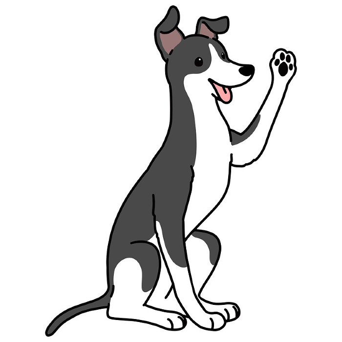 Clip art of simple and cute Italian greyhound doing hand with main line