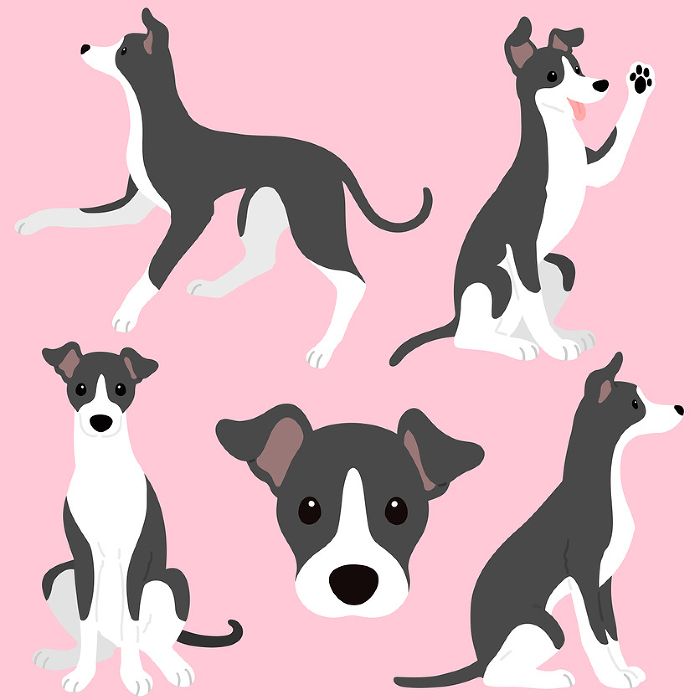 clip art set of simple and cute italian greyhound no main line