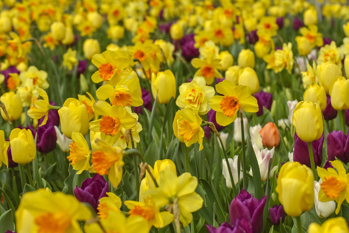 Lappa daffodils and tulips
