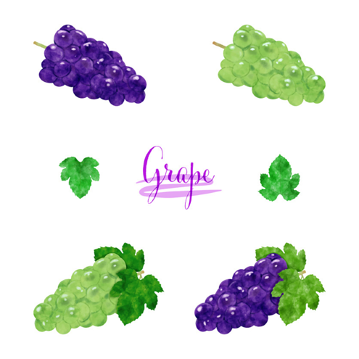 Set of watercolor illustrations of grapes
