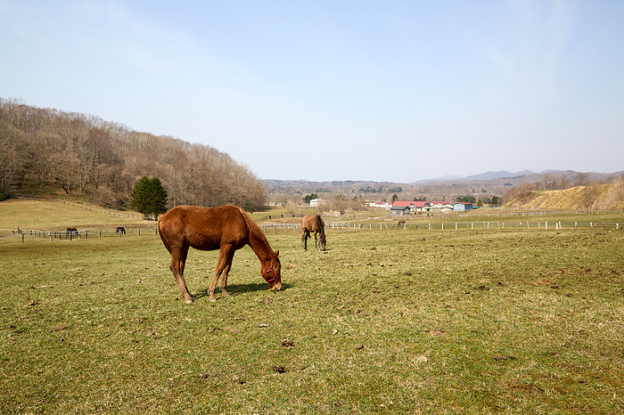 Uma Thoroughbred A young thoroughbred horse growing on a spring pasture in Hidaka, Hokkaido Photo by Shogo Asao