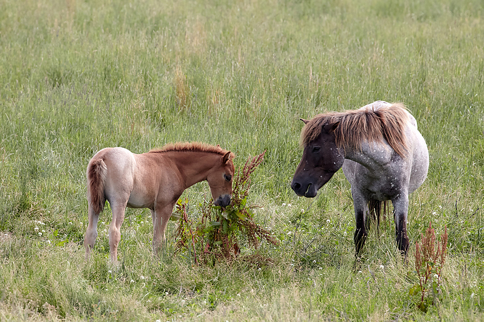 horse Young horses growing up on a summer farm in Hidaka, Hokkaido Photo by Shogo Asao