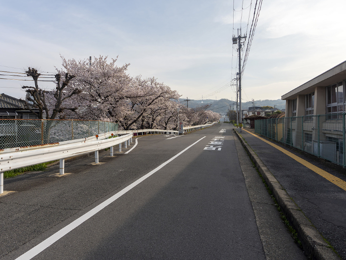 Cherry trees along the road
