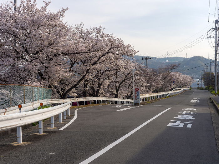 Cherry trees along the road