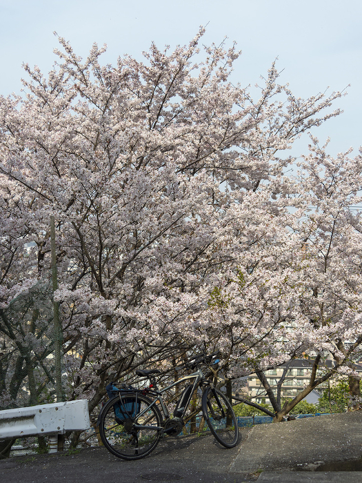 Cherry blossoms in full bloom and bicycles