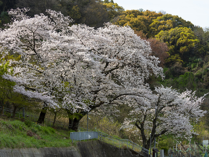 Cherry blossoms on Mt. Takao in Kashiwara City