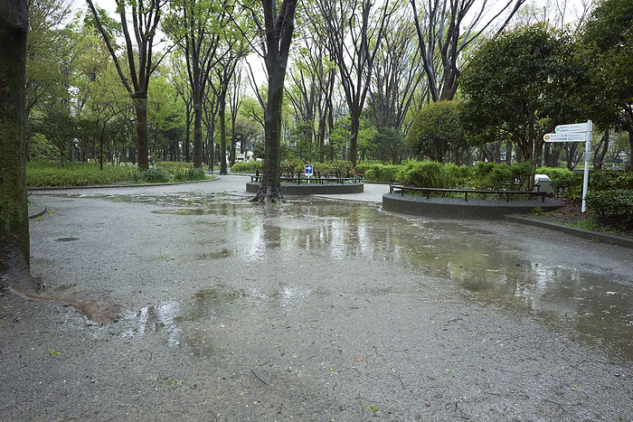 Photo taken in 2024, rainy day in the park. April 9, 2024 a.m. Shinjuku ku, Tokyo