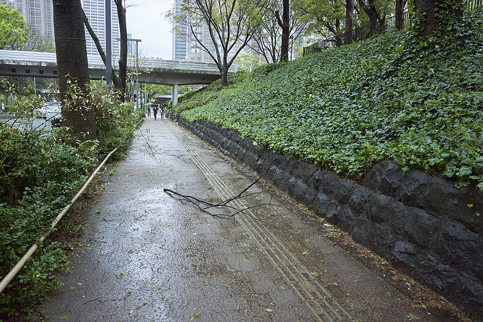 Photo taken in 2024 Branches that fell from a tree in the park due to wind and rain. April 9, 2024 a.m. Shinjuku ku, Tokyo