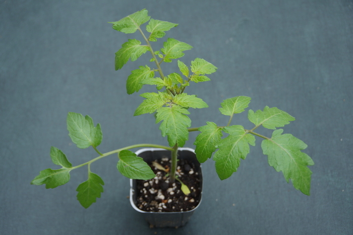 Mini-tomato seedlings