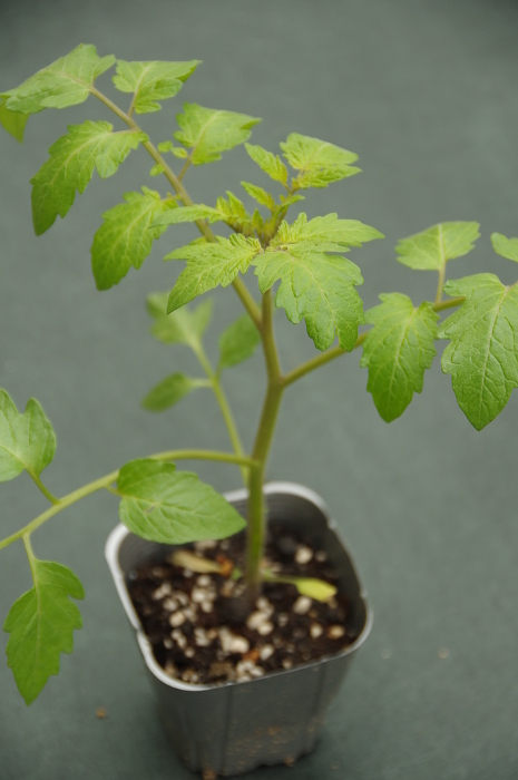 Mini-tomato seedlings