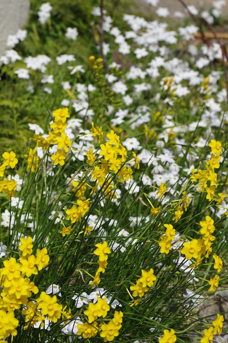 Garden with daffodils and Japanese honeysuckle