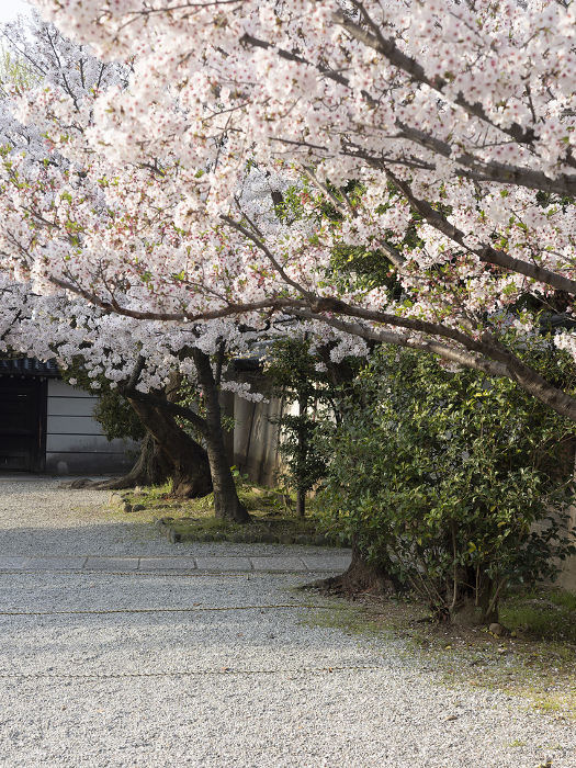 Cherry blossoms at Domyoji Tenmangu Shrine
