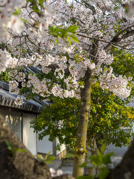 Cherry blossoms at Domyoji Tenmangu Shrine