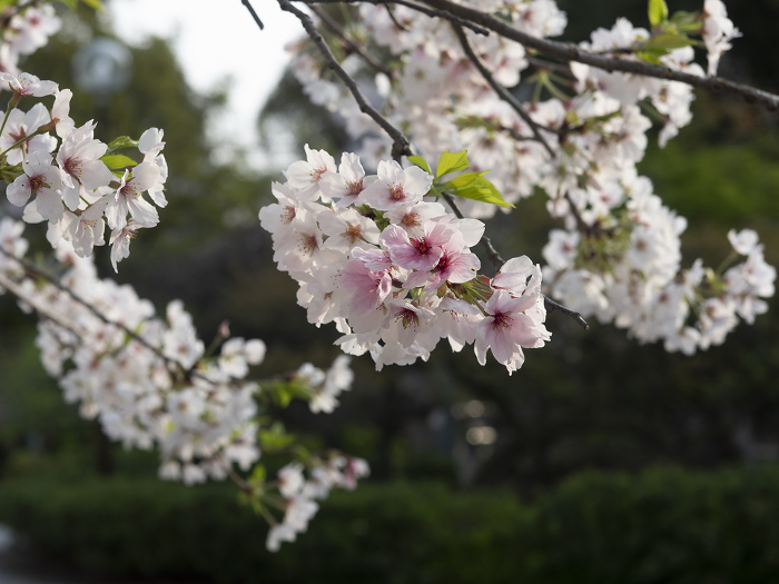 Close-up of cherry blossoms at Domyoji Tenmangu Shrine