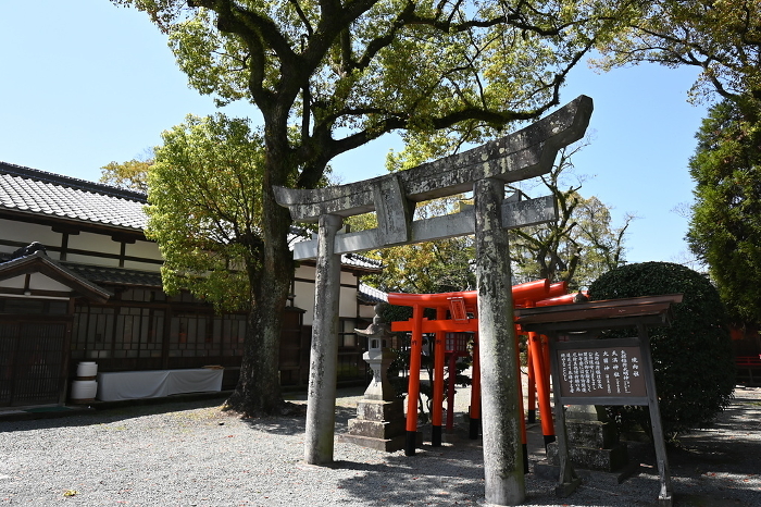 Torii gate surrounded by fresh greenery