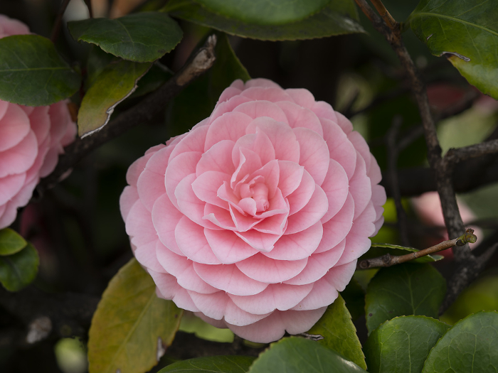 Maiden camellia flowers in bloom in the park