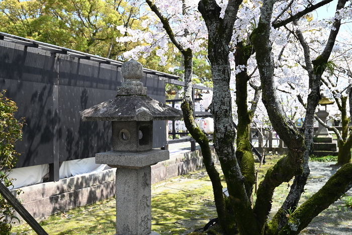 Cherry blossoms and stone lanterns