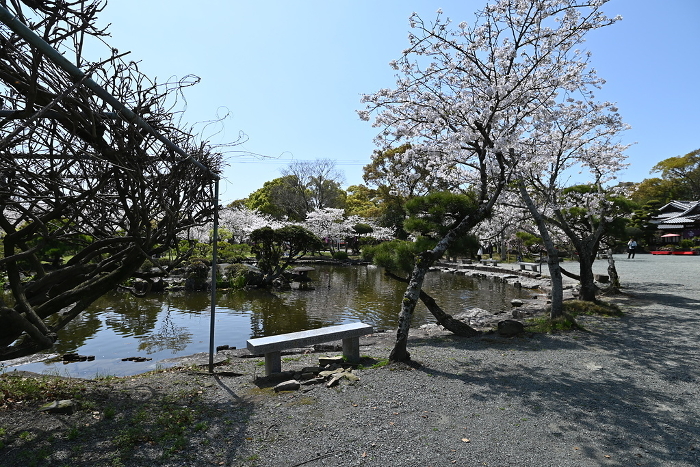 Cherry blossoms and pond in the precincts