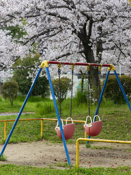 Park swings and cherry blossoms in full bloom
