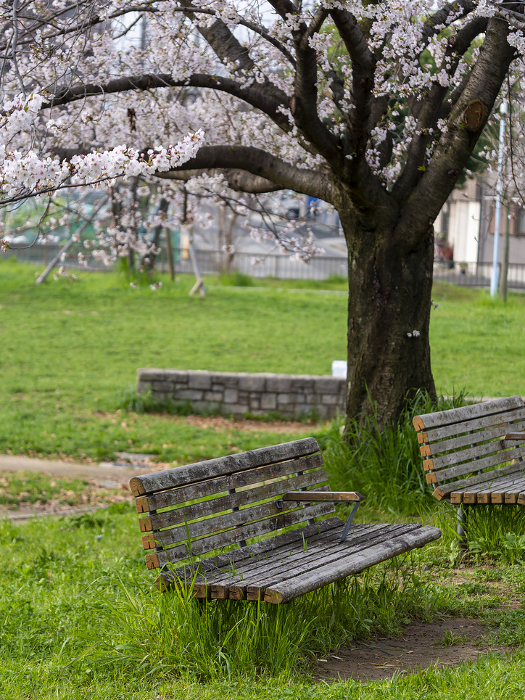 View of cherry blossoms and benches in the park