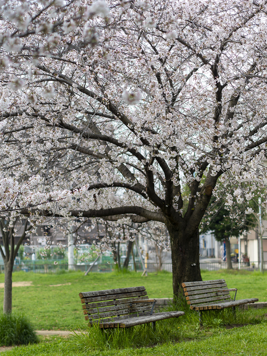 View of cherry blossoms and benches in the park