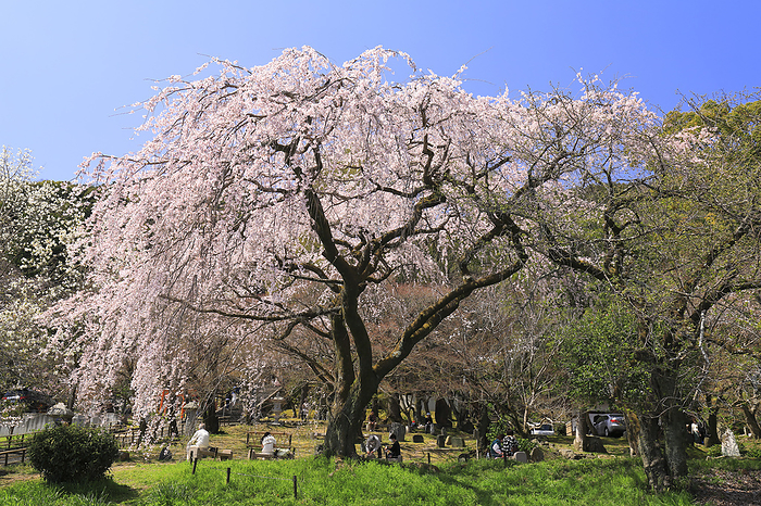 Weeping cherry blossoms at Iwayadera (Oishi Temple) Kyoto Pref.