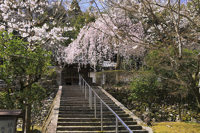 Iwayadera (Oishi Temple) - weeping cherry blossoms on the approach to the temple and the temple gate Kyoto Pref.