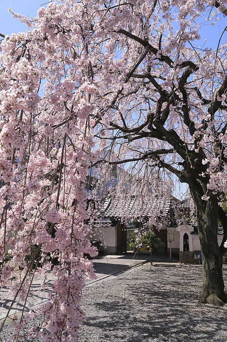 Weeping Cherry Blossoms and Gate of Hokkei-ji Temple Kyoto Pref.