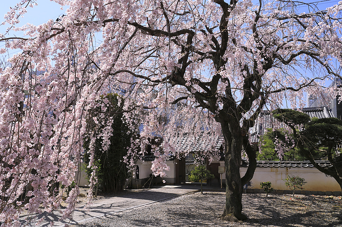 Weeping Cherry Blossoms and Gate of Hokkei-ji Temple Kyoto Pref.