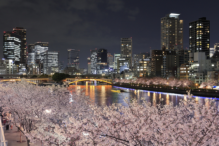 Night view of cherry blossoms and skyscrapers along the Okawa River, Osaka Taken from Tenmabashi Bridge