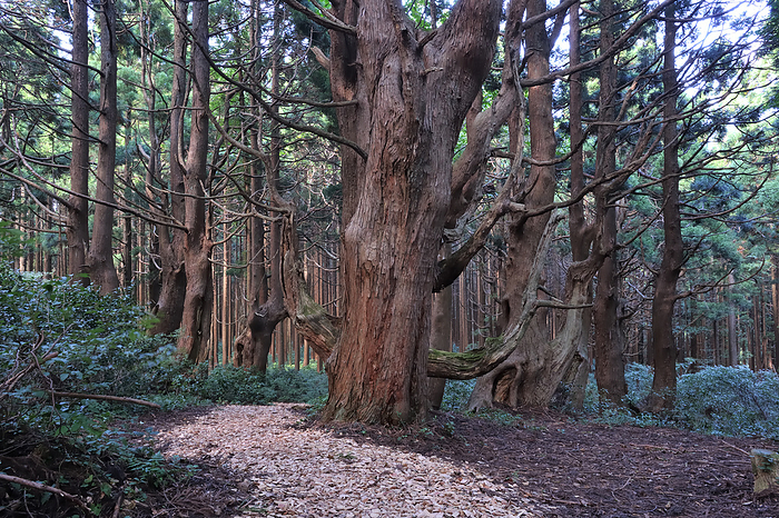 Forest of Illusion Tozawa Village, Yamagata Prefecture