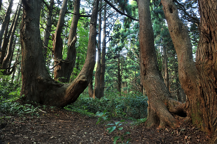 Forest of Illusion Tozawa Village, Yamagata Prefecture