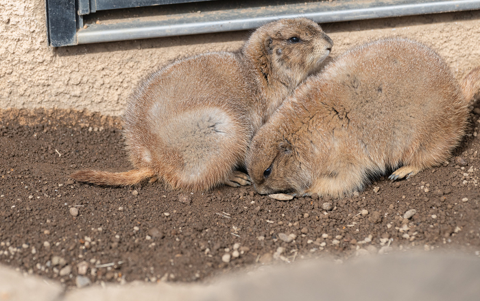 Two prairie dogs who are good friends