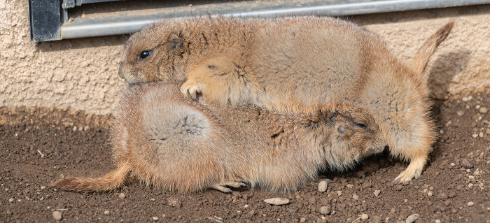 Two prairie dogs who are good friends