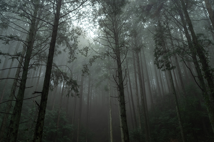 Beautiful forest covered with fog