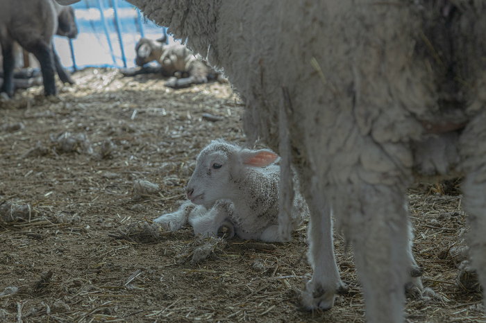 Parents raising a baby Collider sheep with a baby Collider sheep.
