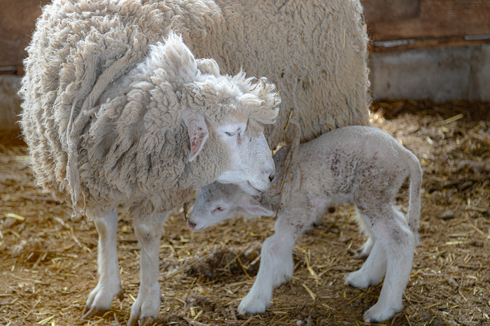 Parents raising a baby Collider sheep with a baby Collider sheep.