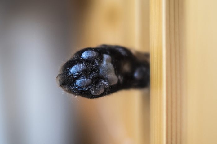 Cat's paw_paw