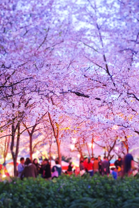 Banquet with cherry blossoms at night