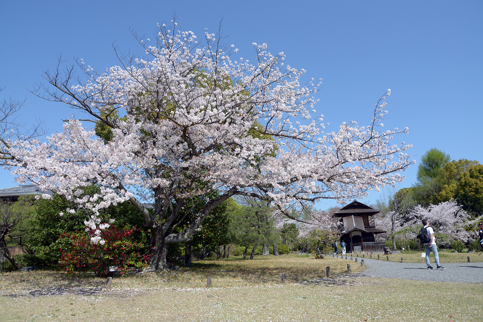 Shoseien Garden in springtime: Cherry blossoms in full bloom and Byakagakku Shimogyo-ku, Kyoto