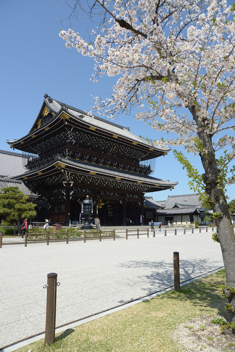 Spring at Mikado Gate of Higashi Honganji Temple, Shimogyo-ku, Kyoto