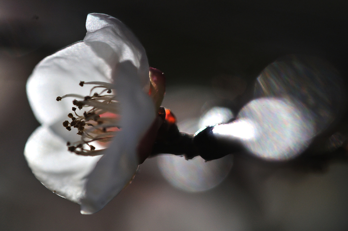 White plum blossoms Close-up