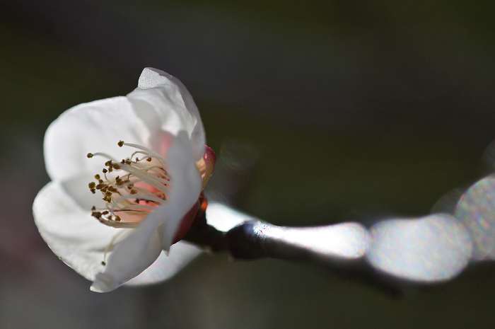 White plum blossoms Close-up