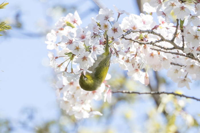 White-eye perching on a cherry branch