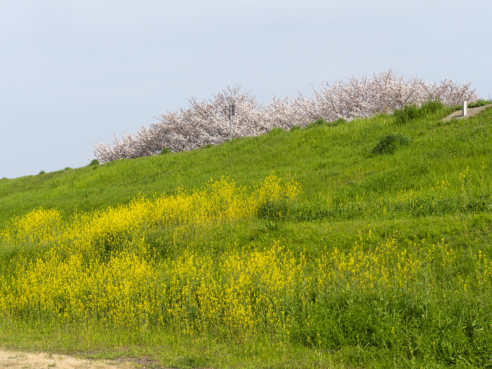 Scenery of Yamato River embankment with cherry blossoms and rape blossoms