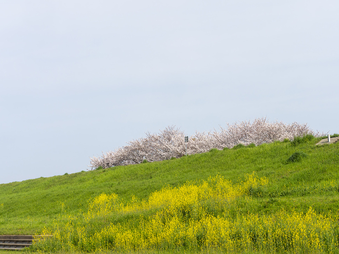 Scenery of Yamato River embankment with cherry blossoms and rape blossoms