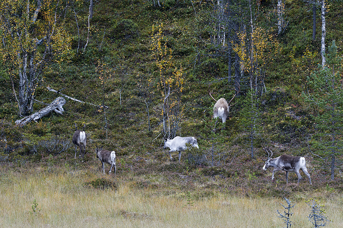 Reindeer herd in Sweden in autumn Reindeer herd in Sweden in autumn, by Zoonar KARIN JAEHNE