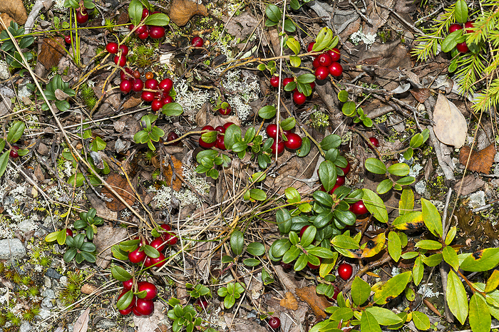 Cranberries between reindeer moss in Sweden Cranberries between reindeer moss in Sweden, by Zoonar Karin Jaehne