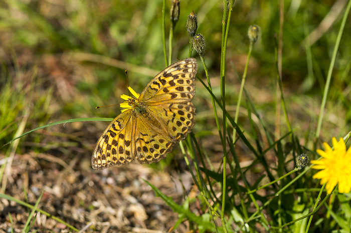 Silver washed fritillary female Silver washed fritillary female, by Zoonar Karin Jaehne